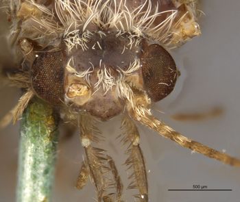 Media type: image;   Entomology 10984 Aspect: head frontal view
